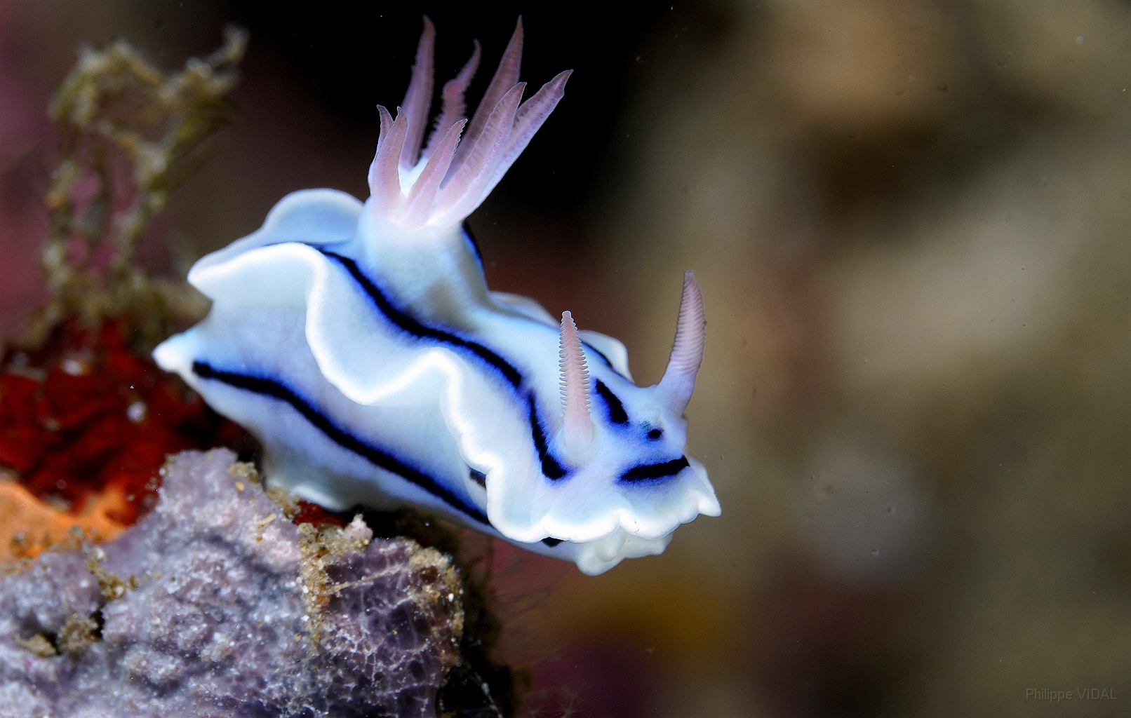 Banda Sea 2018 - DSC05801_rc - Lochs chromodoris - Doris de loch - Chromodoris lochi.jpg